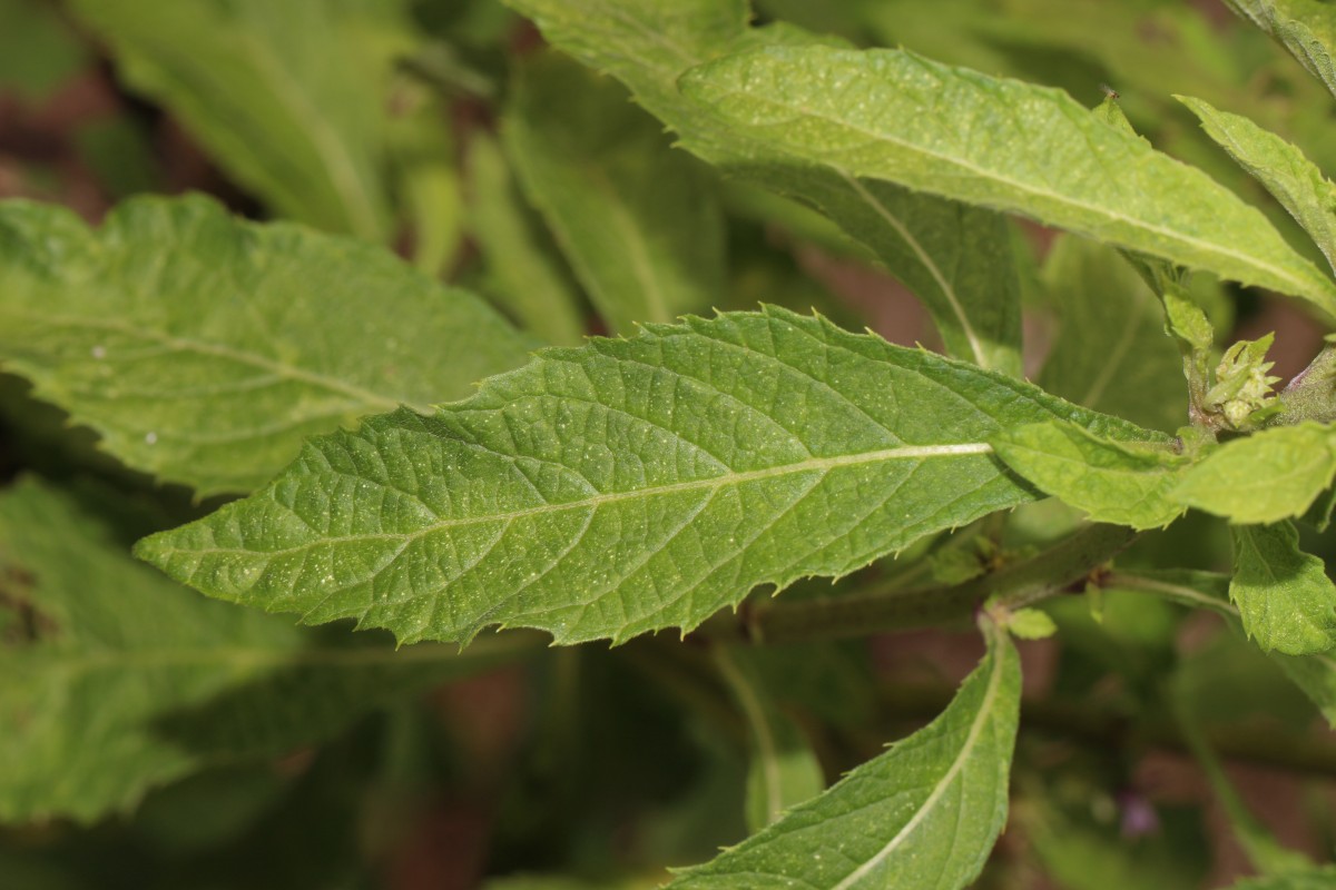 Baccharoides anthelmintica (L.) Moench